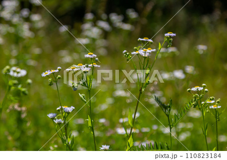 Erigeron annuus known as annual fleabane, daisy fleabane, or eastern daisy fleabane 110823184