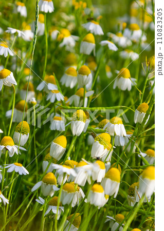 Medicinal chamomile Matricaria recutita blooms in the meadow among the of wild grasses Medicinal chamomile Matricaria recutita blooms in the meadow among the of wild grasses 110823205