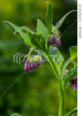 In the meadow, among wild herbs the comfrey Symphytum officinale is blooming In the meadow, among wild herbs the comfrey Symphytum officinale is blooming 110823214