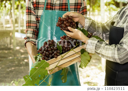 Young Asia Couple farmer holding grapes after harvest from the organic vineyard, healthy fruit concept 110823511