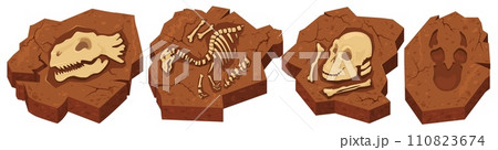 Archeological fossils in stone with different prehistoric dinosaurs 110823674