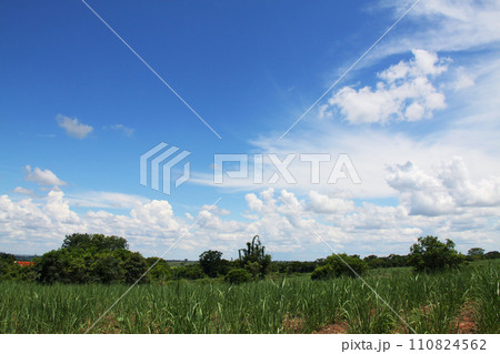 サンパウロ州の夏の雲と青空とサトウキビ畑 ブラジル サンパウロ州の夏の雲と青空とサトウキビ畑 ブラジル 110824562