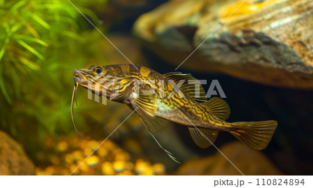 Whiskered catfish or bottom fish, observing underwater fauna of Mediterranean Sea, an idea for a postcard or invitation for diving during your vacation and travel to the islands of the Adriatic Sea 110824894