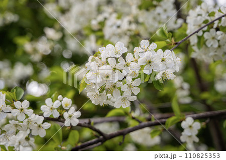 Abundant flowering cherry. Branches are abundantly with delicate white flowers Abundant flowering cherry. Branches are abundantly with delicate white flowers 110825353
