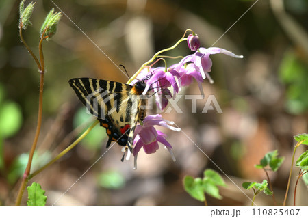 ギフチョウ 雌 イカリソウに止まり吸蜜 ギフチョウ 雌 イカリソウに止まり吸蜜 110825407