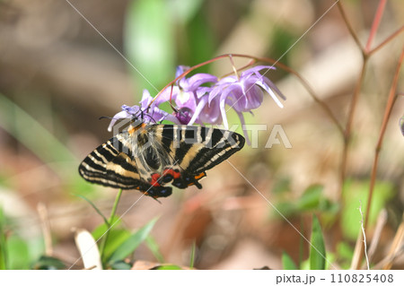 ギフチョウ 雌 イカリソウに止まり吸蜜 ギフチョウ 雌 イカリソウに止まり吸蜜 110825408