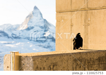 Yellow-billed chough against backdrop of mountain Matterhorn in winter. Zermatt, swiss alps Yellow-billed chough against backdrop of mountain Matterhorn in winter. Zermatt, swiss alps 110825753