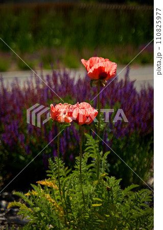 A flowerbed with beautiful pale red poppies in bloom against the background of purple flowers in a meadow. A flowerbed with beautiful pale red poppies in bloom against the background of purple flowers in a meadow. 110825977