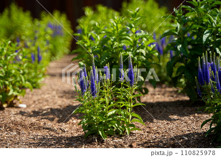 Stems with beautiful purple flowers grow in a flower bed in the park. 110825978