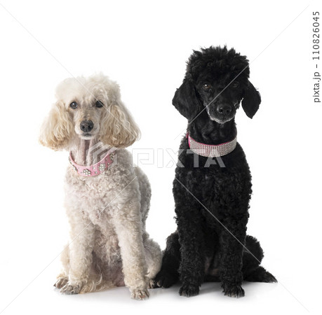 poodles in studio 110826045