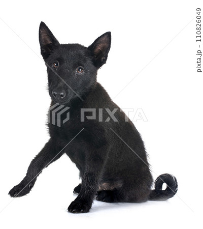 young Schipperke in studio young Schipperke in studio 110826049