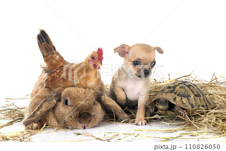 rabbit, puppy, turtle and chicken rabbit, puppy, turtle and chicken 110826050
