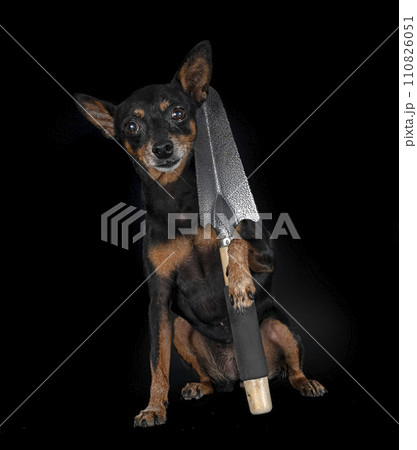 miniature pinscher in studio 110826051
