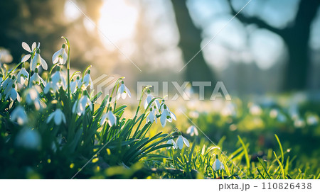 AI-generated content. Natural spring background with delicate snowdrop flowers on sunny forest glade 110826438