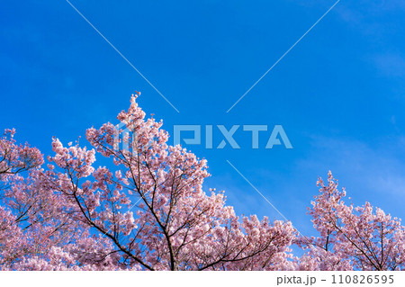 【春素材】高遠城址公園の桜と青空【長野県】 【春素材】高遠城址公園の桜と青空【長野県】 110826595