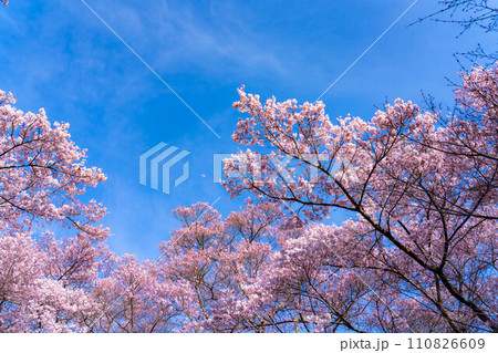 【春素材】高遠城址公園の桜と青空【長野県】 【春素材】高遠城址公園の桜と青空【長野県】 110826609