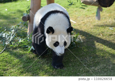 お散歩中の優浜 お散歩中の優浜 110826658