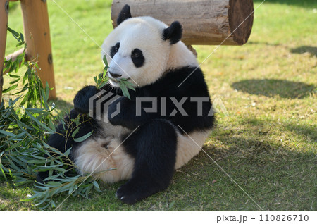 竹を食べ始めた優浜 110826710