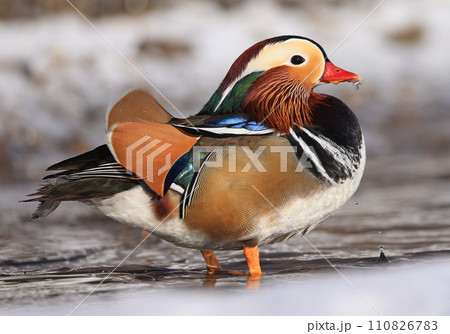 Mandarin duck portrait in winter, Quebec, Canada 110826783