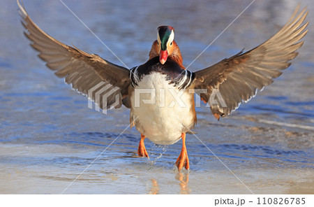 Mandarin duck portrait in winter, Quebec, Canada 110826785