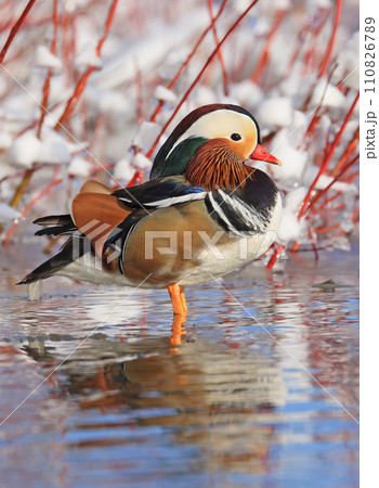 Mandarin duck portrait in winter, Quebec, Canada 110826789