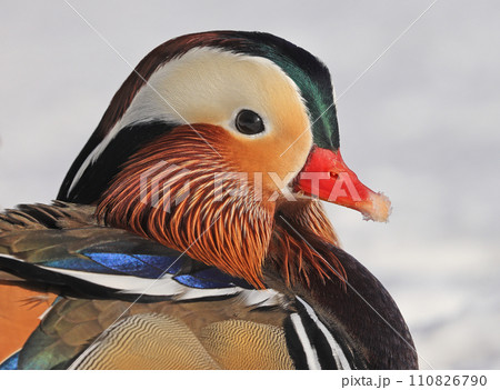 Mandarin duck portrait in winter, Quebec, Canada Mandarin duck portrait in winter, Quebec, Canada 110826790