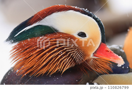 Mandarin duck portrait in winter, Quebec, Canada Mandarin duck portrait in winter, Quebec, Canada 110826799