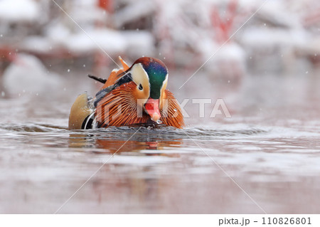 Mandarin duck portrait in winter, Quebec, Canada Mandarin duck portrait in winter, Quebec, Canada 110826801