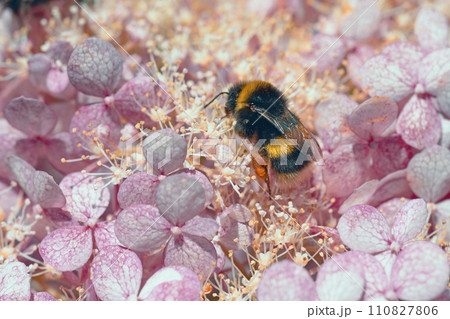 beautiful  blossom  of pink hydrangea  with working bumblebee at sunny day. macro 110827806