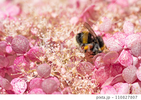 beautiful  blossom  of soft pink hydrangea  with working bumblebee at sunny day. close up 110827807