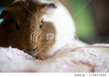 Guinea pig with sleepy expression looking at the camera Guinea pig with sleepy expression looking at the camera 110827826
