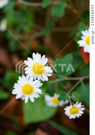 6082　ユウガギク 110828433