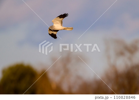 ハイイロチュウヒ　冬の飛翔 110828846