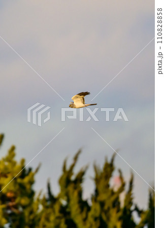 ハイイロチュウヒ　冬の飛翔 110828858