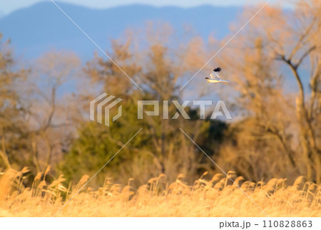 ハイイロチュウヒ　冬の飛翔 110828863