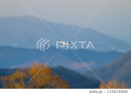 ハイイロチュウヒ　冬の飛翔 110828866