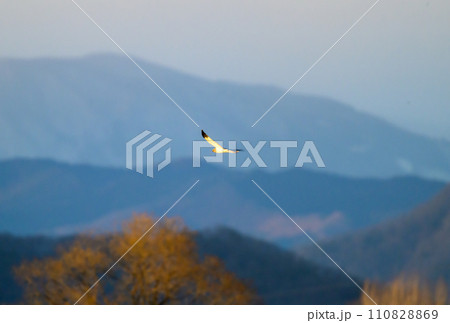 ハイイロチュウヒ　冬の飛翔 110828869