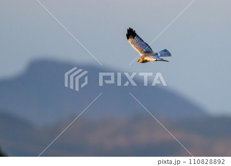 ハイイロチュウヒ　冬の飛翔 110828892