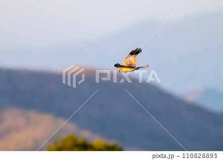 ハイイロチュウヒ　冬の飛翔 110828893