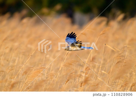 ハイイロチュウヒ 冬の飛翔 ハイイロチュウヒ 冬の飛翔 110828906