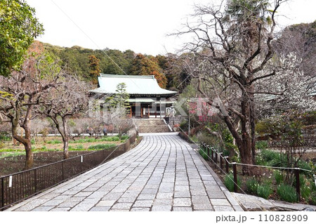 早春の龍寶寺 (神奈川県鎌倉市植木) 早春の龍寶寺 (神奈川県鎌倉市植木) 110828909
