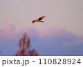 ハイイロチュウヒ　冬の飛翔 110828924