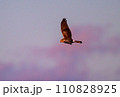 ハイイロチュウヒ　冬の飛翔 110828925
