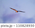 ハイイロチュウヒ　冬の飛翔 110828930