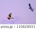 ハイイロチュウヒ　冬の飛翔 110828931