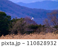 ハイイロチュウヒ　冬の飛翔 110828932