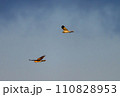 ハイイロチュウヒ　冬の飛翔 110828953