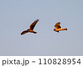 ハイイロチュウヒ　冬の飛翔 110828954