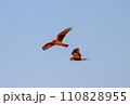 ハイイロチュウヒ　冬の飛翔 110828955