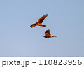 ハイイロチュウヒ　冬の飛翔 110828956